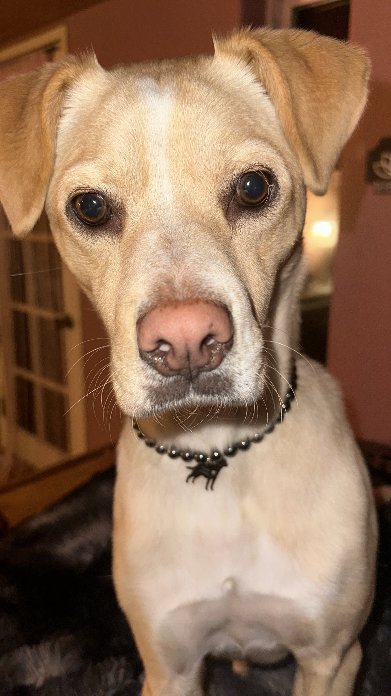 Custom Crystal Collar/Mala